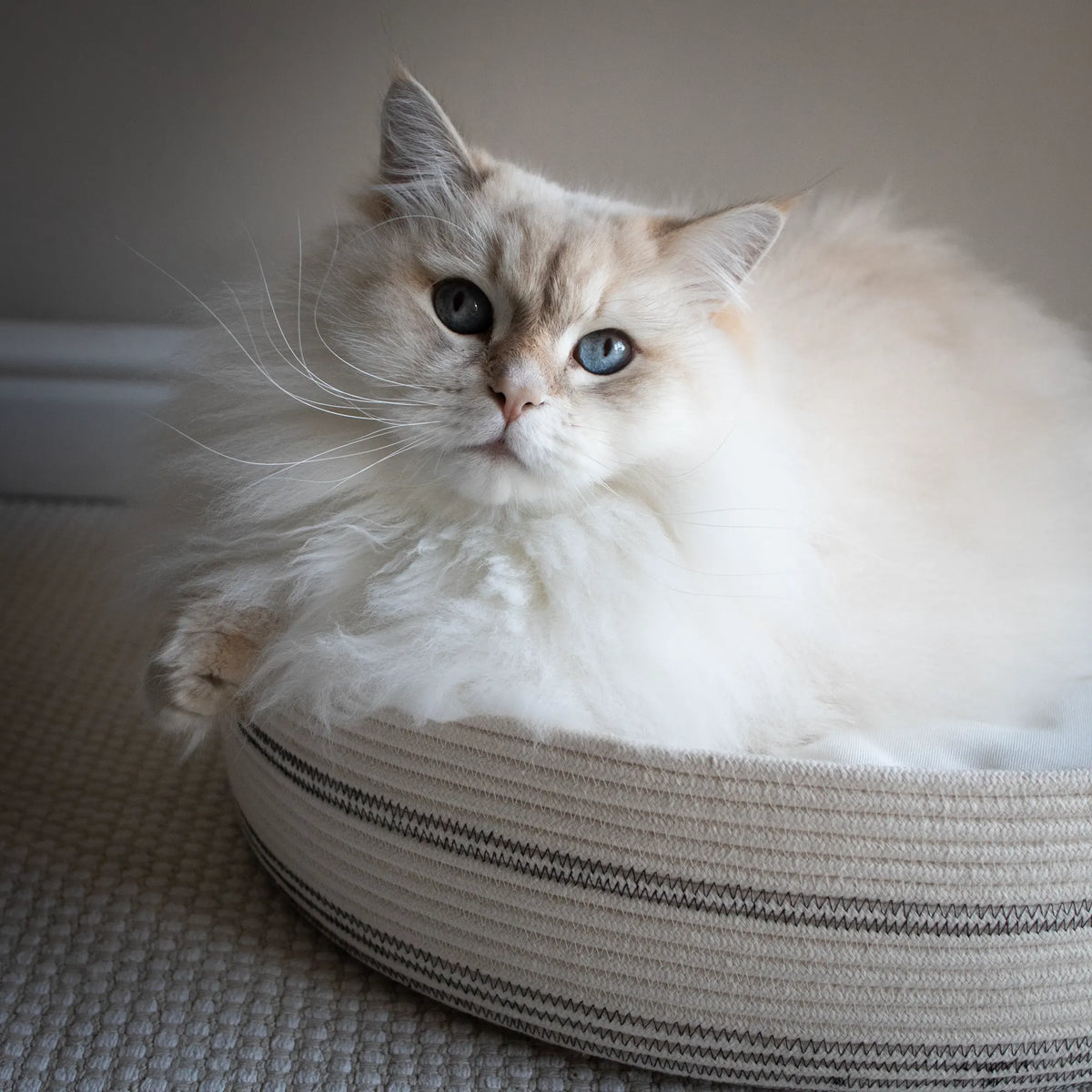 The best cat floor bed in South Africa. Locally made.