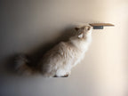 Best Wall Cat Steps in South Africa Nep and Plu