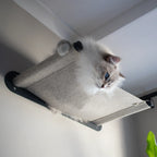 Best Cat Tree in South Africa