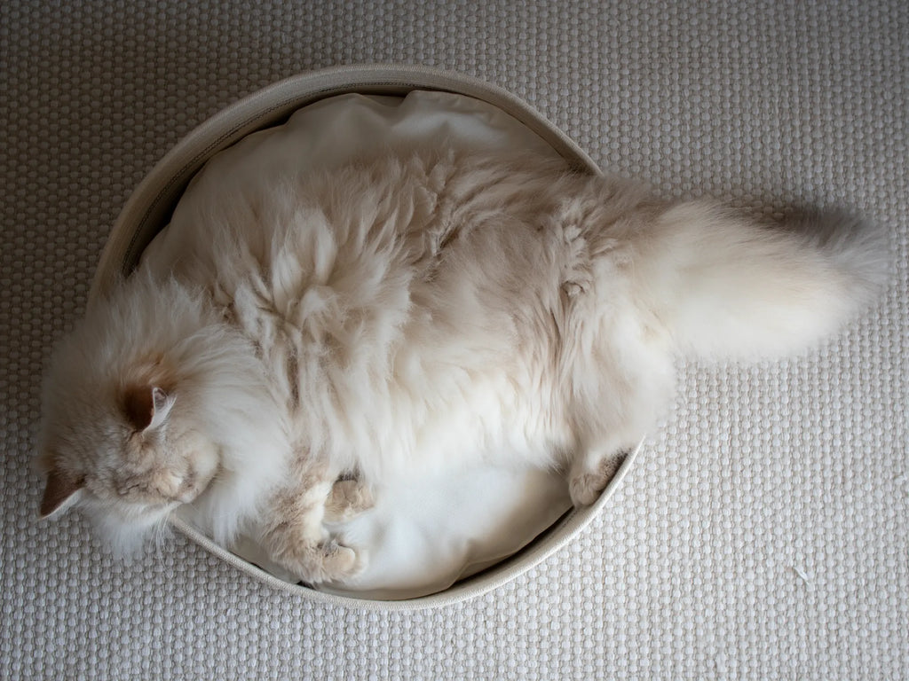 A fluffy long-haired cat curled up inside a round pet bed be Nep + Plu.