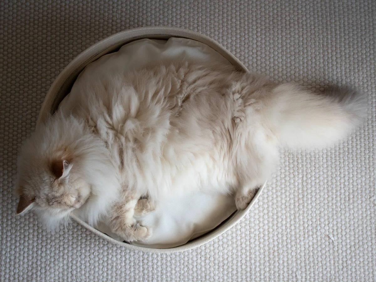 A fluffy long-haired cat curled up inside a round pet bed be Nep + Plu.