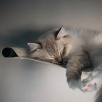 Cosy Nep+Plu Wall Cat Bed South Africa