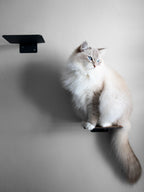 Cat Steps Wall-Mounted | Set of 3