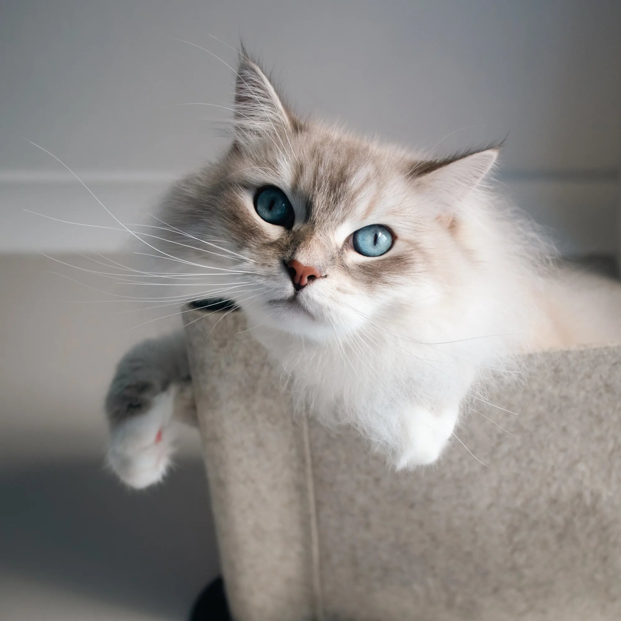 Cat Hammock Bed Wall-Mounted | 100% Merino Wool