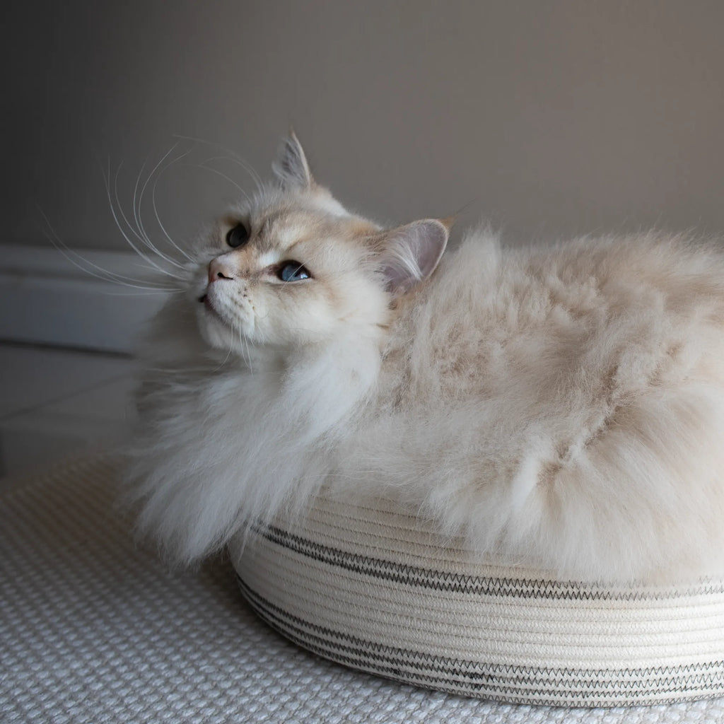 Best Cat Bed in South Africa. A collab between Nep + Plu & Mia Mélange. Local is lekker.