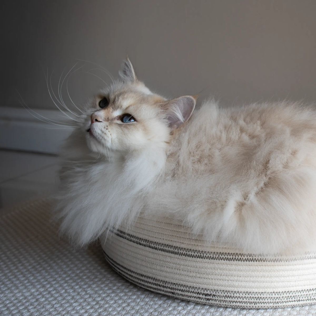 Best Cat Bed in South Africa. A collab between Nep + Plu & Mia Mélange. Local is lekker.