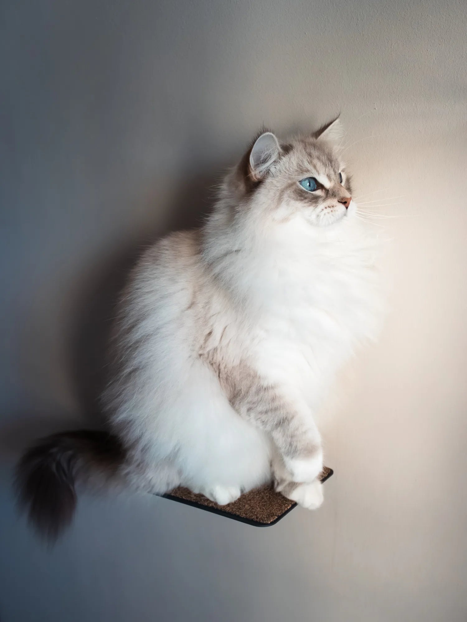 Nepplu Wall Mounted Cat Stairs made in South Africa
