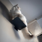 The Outcrop | Floating Cat Step