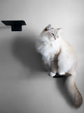 Wall Mounted Cat Steps South Africa Nep+Plu